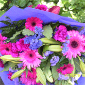 Cerise Mauve
