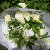 Lush White