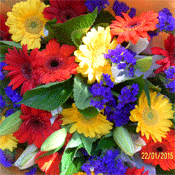 Gerbera Joy