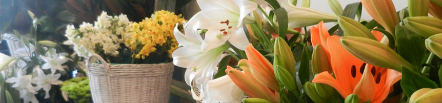 Four Seasons Florist, Newtown Wellington New Zealand